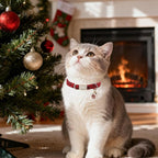 Unique Style Paws Kitten Collars, Cute Cats Collar - Image 5