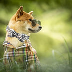 Dog Collar- Plaid Pet Collar Cute Pet Bow Soft Girl or Boy Dog Collars - Image 5