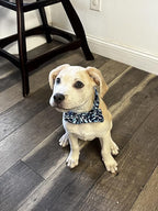 Elegant Little Tail Bowtie Collar - Image 6