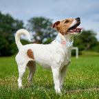 Unique Style Paws Dog Collar - Image 3