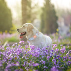Unique style paws Dog Collar Metal Buckle Blue Striped Flower Collar Gift - Image 3