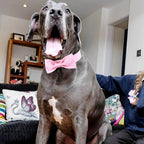 Segarty Dog Bow Ties for Large Dogs Neck Girth 16.5-21.3in, Adjustable Pink - Image 6