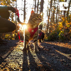 RC Pets Adventure Kitty Cat Harness | Adjustable Airmesh Vest - Image 7