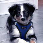 Best Pet Supplies Voyager Step-in Air All Weather Mesh Harness and Reflective - Image 9