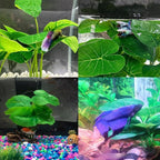 Smoothedo-Pets Fish Tank Decor Aquarium Decorations Ornaments Betta Leaf pad - Image 6