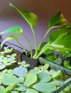 4 Pk Upgraded Aquarium Plant Holder, 3-Hole Hanging Aquarium Plant Holder - Image 2