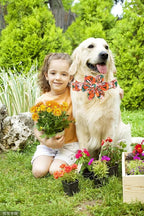 Lionheart Glory Dog Collar - Image 6