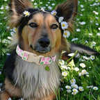 St Patricks Day Dog Collar for Large Dogs - Image 2