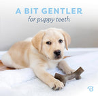 Benebone Puppy Maplestick Dog Chew Toy, Made in USA, Real Maple Wood Flavor - Image 2