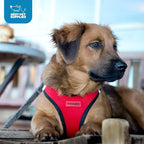 Best Pet Supplies Voyager Step-in Air Harness - Image 11