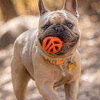 Chuckit! Air Fetch Ball Dog Toy, - Image 4