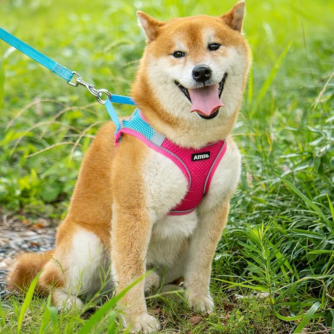 AIITLE Dog Harness, No-Pull Cat Harness - Image 2