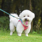AIITLE Small Harness for Puppy - Image 2