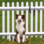 PetSafe KeepSafe Collar for Dogs - Image 2