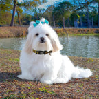 Fall Dog Collar, Halloween Dog Collars - Image 6