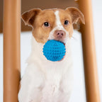 Best Pet Supplies Interactive Squeaky Dog Chew Toy, Ideal Dog Toys - Image 6