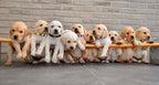 16 PCS Puppy Collars, Safety Buckle Collars - Image 7