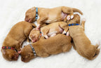 16 PCS Puppy Collars for Small Puppies, Safety Buckle Puppy Collars for Litter - Image 6