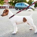 NFL Houston Texans Dog & Cat Collar - Image 5
