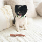 SPOT Bam-Bones Plus Branch -Bamboo Fiber & Nylon, Durable Long Lasting Dog Chew - Image 10