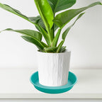 6 Pack of 6 inch Plant Saucer Drainage Tray, 4 5 7 8 10 12 13 15 17 19 inch - Image 5