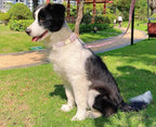 Soft Cotton Hemp Dog Collar - Image 8