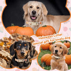 Fall Woodland Dog Collar, Playful Squirrel & Pumpkin Print on White Collar - Image 2