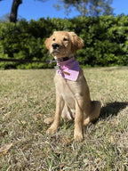 Lionet Paws Dog Bandana Washable Cotton Handkerchief Scarf Triangle Bandana - Image 4