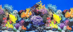 Fish Tank Background Sea Anemone Coral Theme Aquarium Background Poster Fish by XCNO