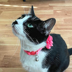 azuza 2 Pack Cat Collar Floral - Image 7