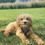 Best Pet Supplies Voyager Step-in Air All Weather Mesh Harness and Reflective - Image 9
