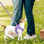 PUPTECK Adjustable Dog Harness Collar and Leash Set Step in No Pull Pet Harness - Image 6
