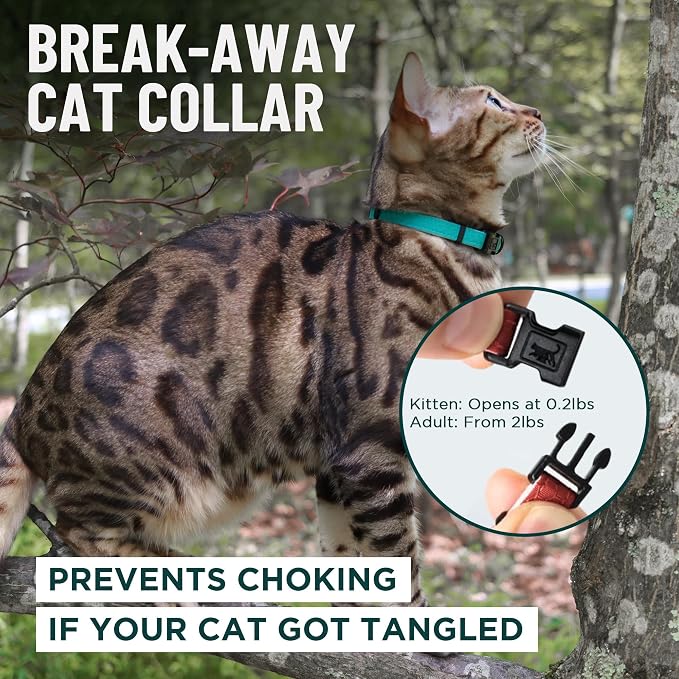 OutdoorBengal Black Breakaway Kitten Collar - Image 2
