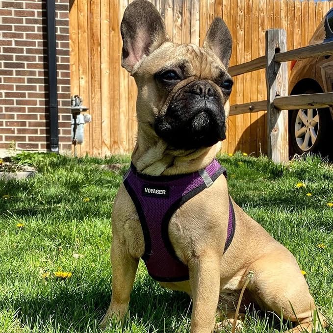 Best Pet Supplies Voyager Step-in Air All Weather Mesh Harness and Reflective - Image 9