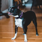 Hikiko Martingale Collar for Dogs Reflective Nylon Dog Collar - Image 4