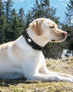 Joytale Airtag Dog Collar, Dual D-Rings, Reflective Pet Collar - Image 8