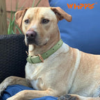 WHIPPY Leather Dog Collar for Small Medium Large Dog Adjustable Soft Breathable - Image 5