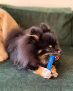 Nylabone Textured Dental Bone Flexi Chew Toy - Image 6
