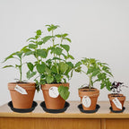 2 Pack of 10 inch Plant Saucer Gray, Heavy Duty Plastic Plant Saucer 10 inch - Image 3