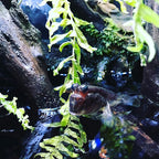 Seachem Prime Fresh and Saltwater Conditioner - Image 7