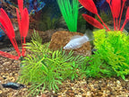 Aquarium Stone for Natural Water Clarification and Odor Removal Featuring - Image 5