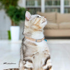 CollarDirect Leather Cat Collar, Kitten Collar - Image 7