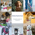 Blueberry Pet Valentines Day Dog Collar - Image 4