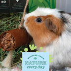 Oxbow Enriched Life Natural Dangly Party Pack, Rabbit Toys, Guinea Pig Toys - Image 9
