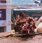 Natural Wood Aquarium Cave Betta Fish Hideout - Image 4