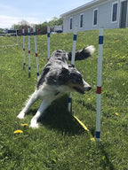 Dog Agility Training Equipment Course Set, Weave Poles, Dog Agility Jump - Image 5