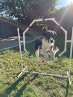 Dog Agility Equipment Deluxe Beginner Set, 3 Bar Jumps, 6 Weave Poles, 1 - Image 7