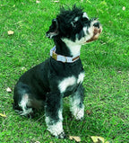 Unique style paws Dog Collar Metal Buckle Blue Stripe Collar Gift Durable Cute - Image 3