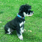 Unique Style Paws Metal Buckle Blue Plaid Collar - Image 4