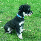 Unique style paws Dog Collar Metal Buckle Blue Plaid Durable Cute Puppy Collar - Image 4